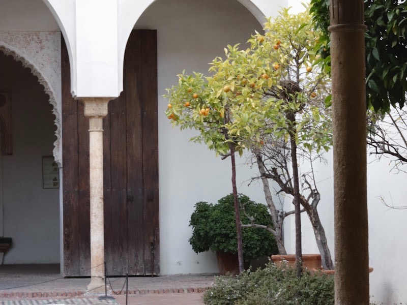 A white stucco arched entryway framed by lush plants and an orange tree in Coral Gables